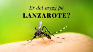 Er det mygg på Lanzarote?