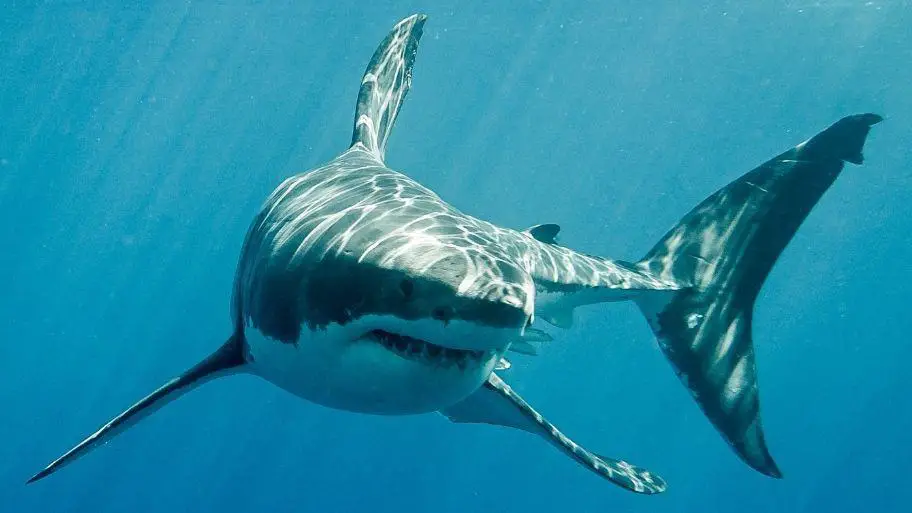 Hvithai (Great White Shark)