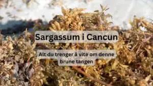 Sargassum i Cancun