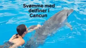 Svømme med delfiner i Cancun